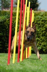 dog agility slalom